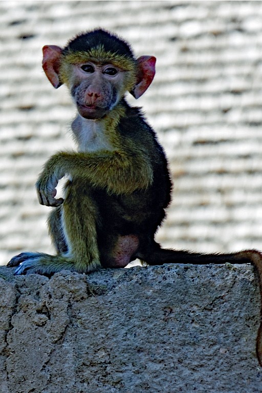 Kenia (197).jpg